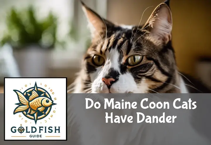 Do Maine Coon Cats Have Dander