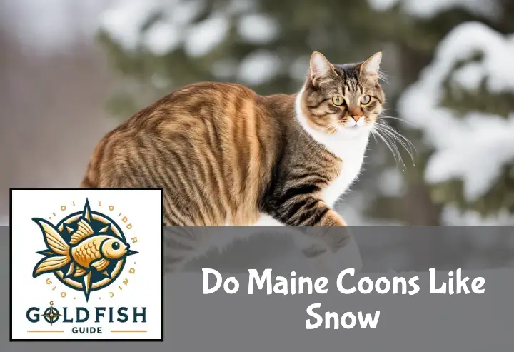 Do Maine Coons Like Snow
